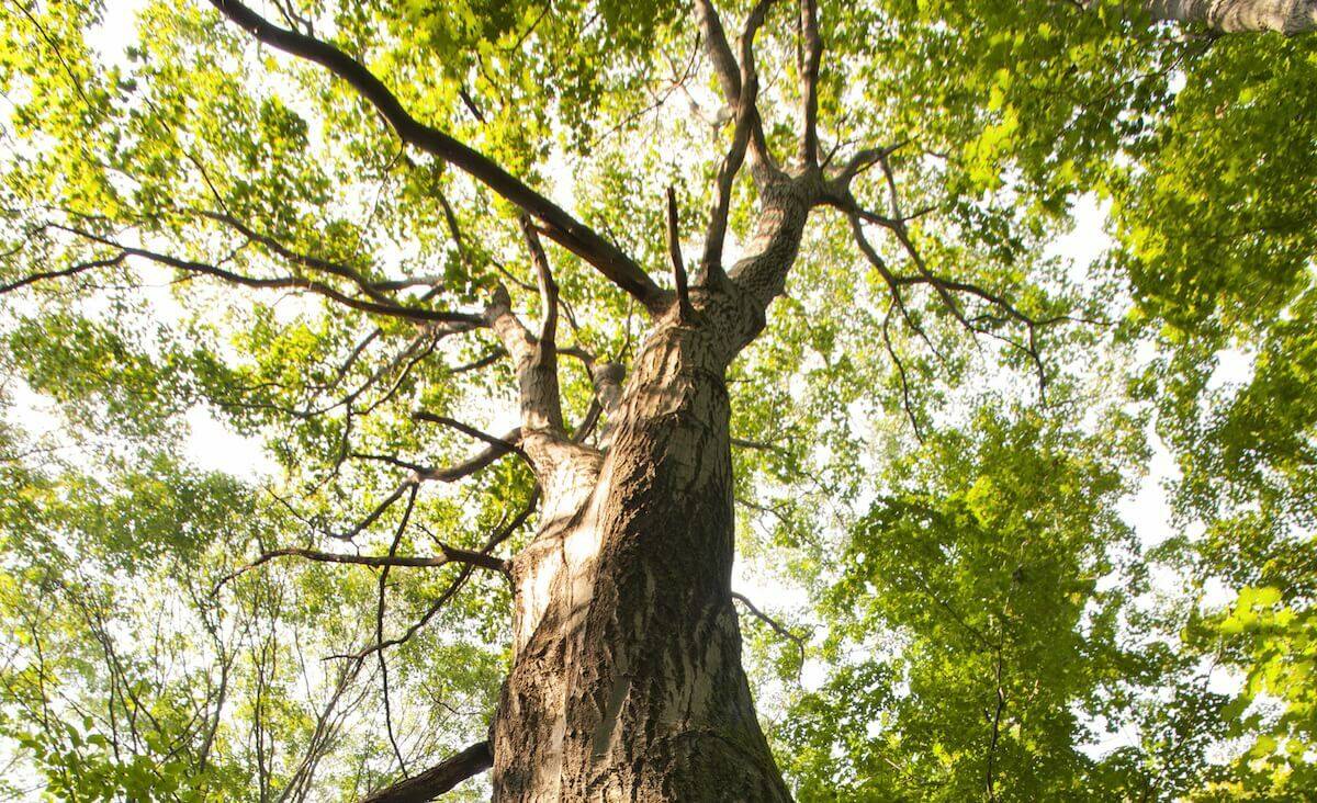 BIA Forestry Project Notice