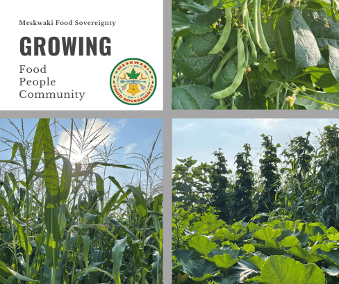 Meskwaki Food Sovereignty – A Year In Review