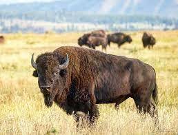 Buffalo Meat Distribution Postponed