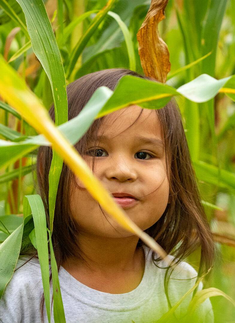 Corn Harvest 2022