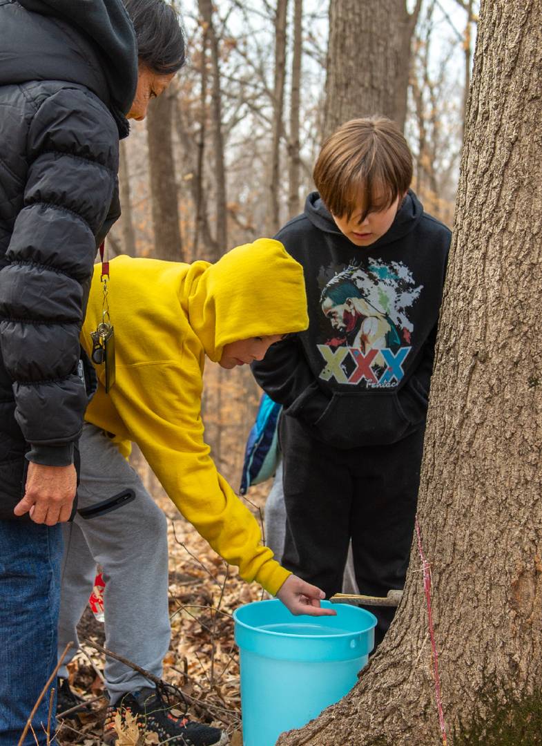 Sap Harvest