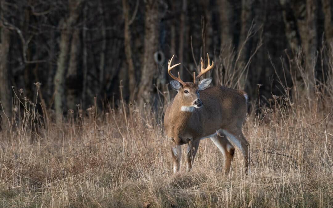 Positive Chronic Wasting Disease Test Result
