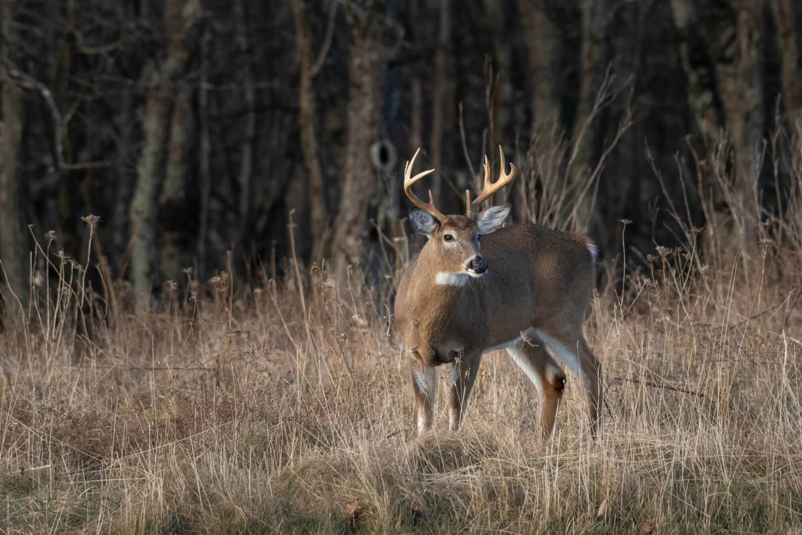 Positive Chronic Wasting Disease Test Result