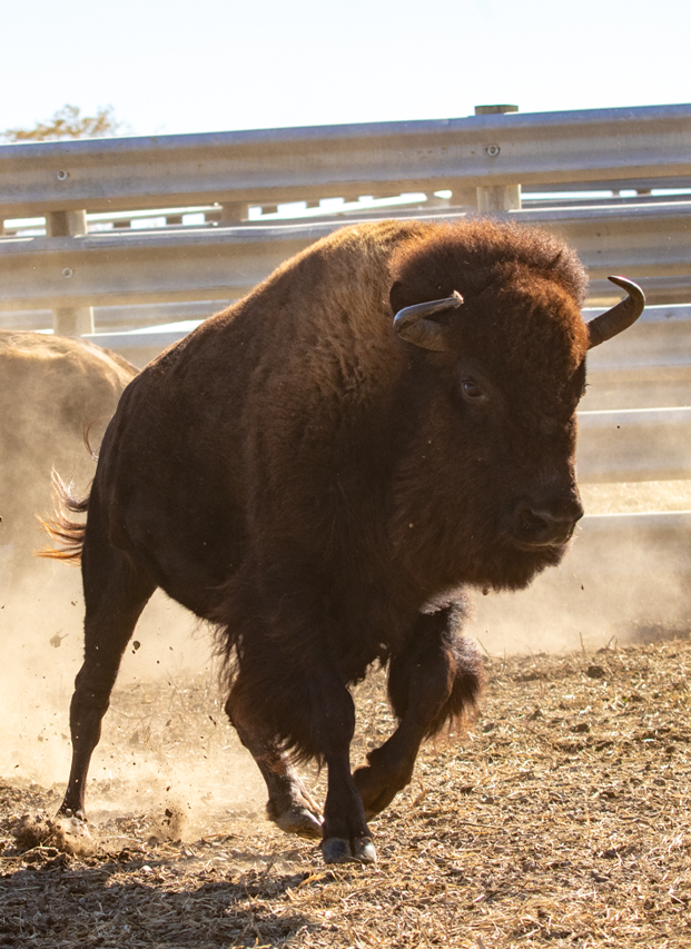 Emergency Bison Meat Distribution