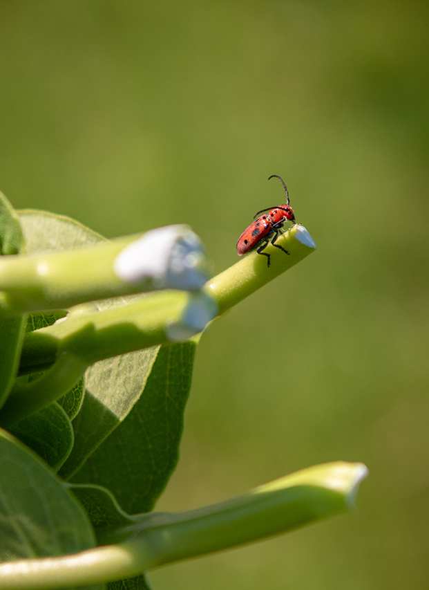 Milkweed Harvest