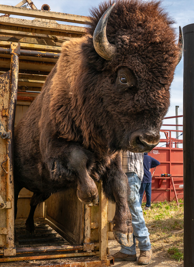 Bison Roundup